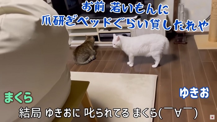 叱られるまくら