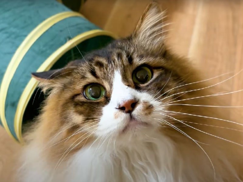 キラキラした目の猫