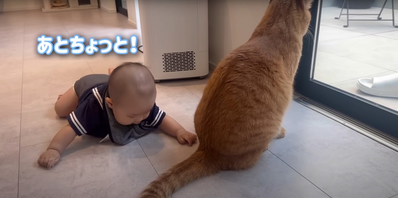 外を見つめる猫