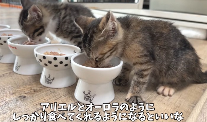 2匹の猫が食事をしている