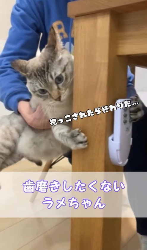 テーブルの脚にしがみついている猫「抱っこされたら終わりだ…」