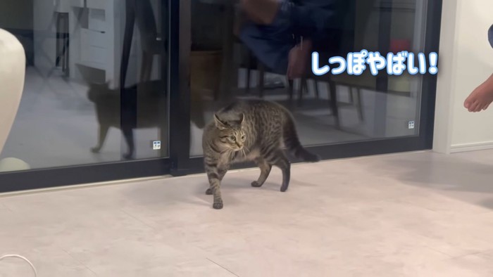 テロップ「しっぽやばい」