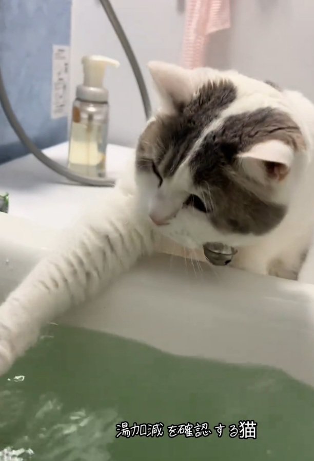 お湯を触るゆき坊ちゃん