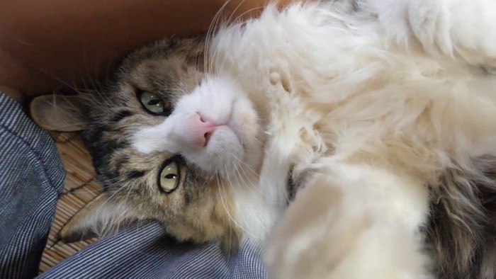 飼い主を期待するような眼差しで見つめる猫