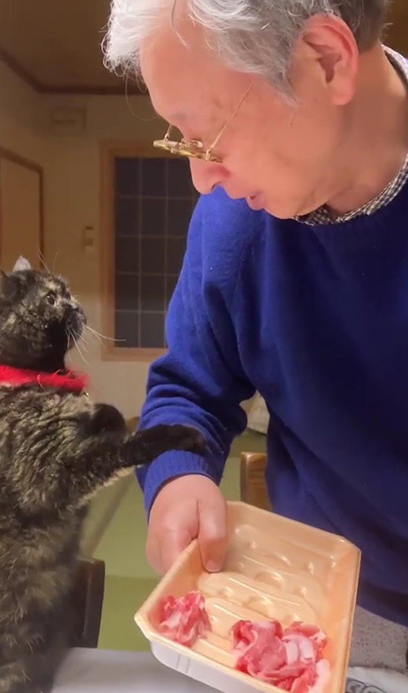 飼い主におねだりをする猫