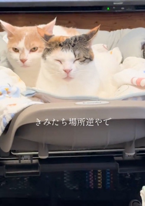 ベッドを占拠する猫