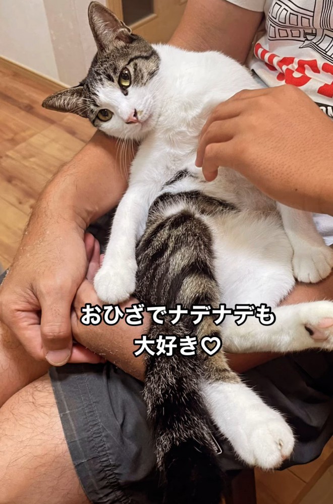 膝の上でなでられる猫