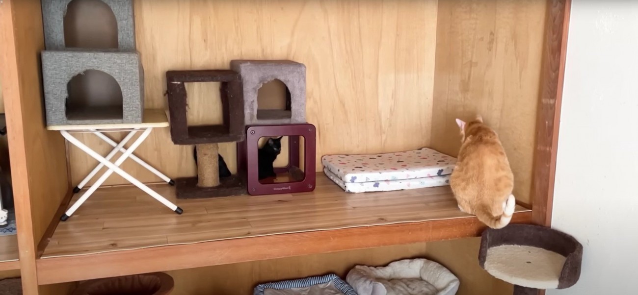 押し入れにいる成猫と子猫