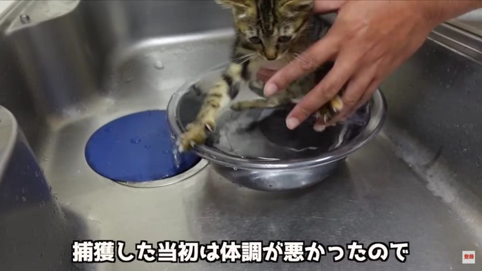 ボウルに入る猫