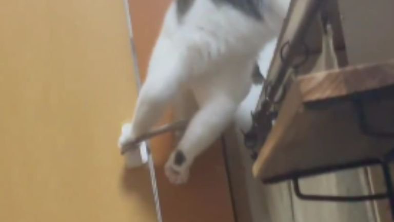 ドアの前にいる猫