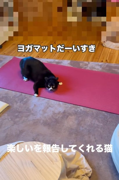 ヨガマットの上で遊んでいる猫