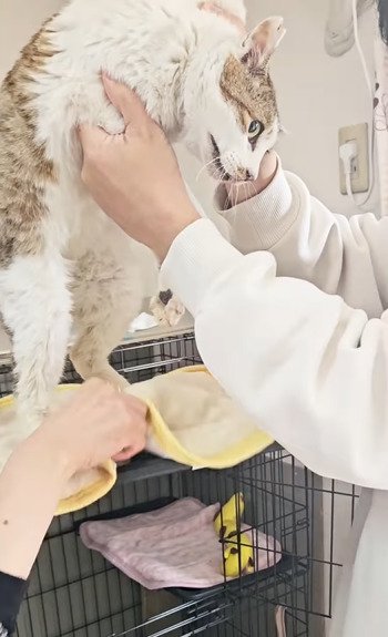 抱き上げられる猫