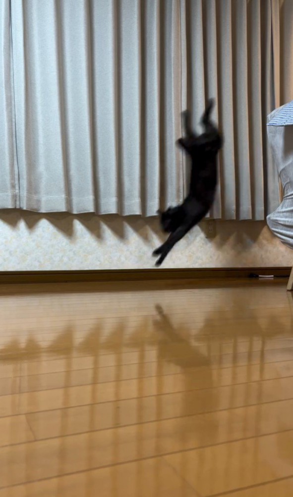 空中で逆立ち状態の猫