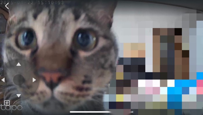 ペットカメラに映った猫