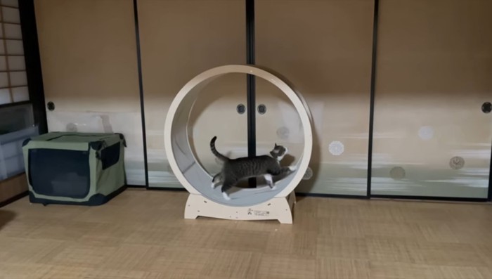 ホイールを回すりんちゃん