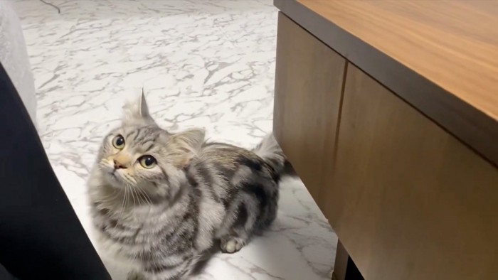 見上げる猫