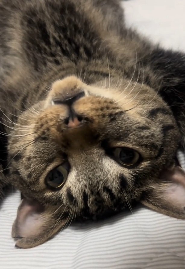 カメラを見るトラくん