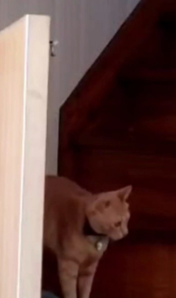 階段にいる猫