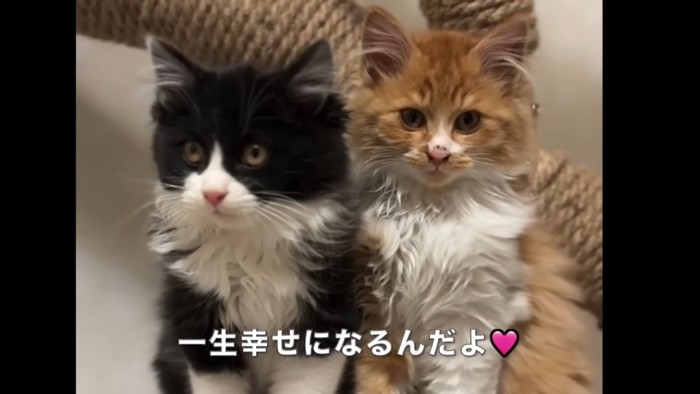 テロップ「一生幸せに～」