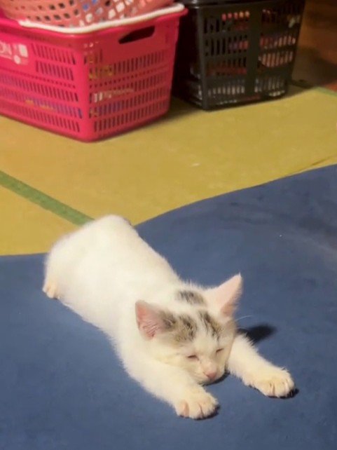 クッションで寝る子猫