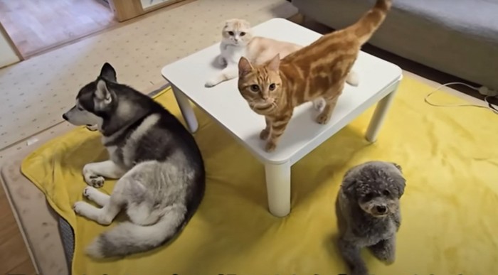 犬2匹と子猫2匹