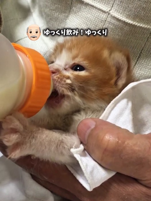 体を支えられながらミルクを飲む子猫