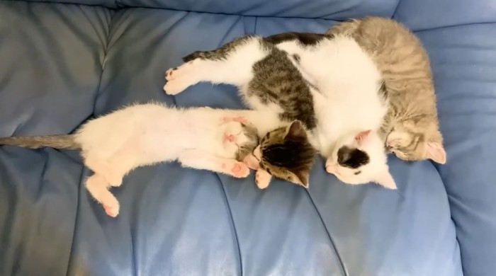 寝ている4匹の子猫