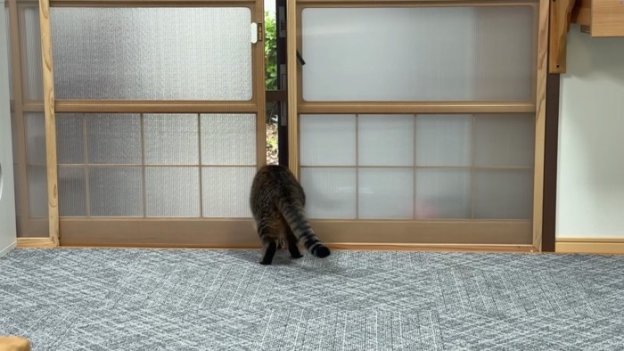 ねじ込む猫