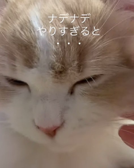 気持ちよさそうな猫