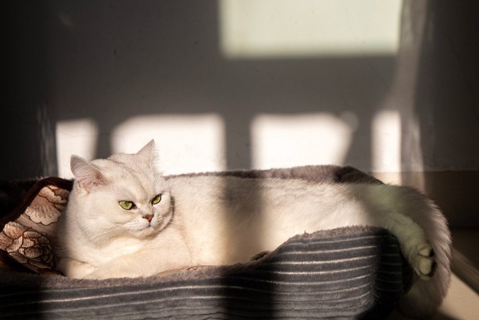 ベッドで横になっている猫