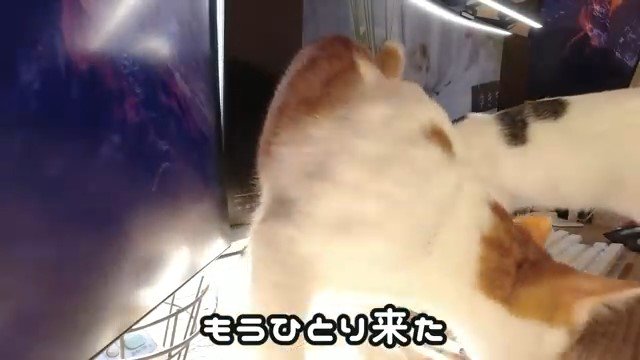 パソコン画面の前の2匹の猫