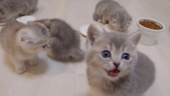 カメラ目線の子猫の写真