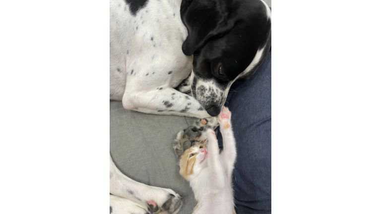 猫と犬