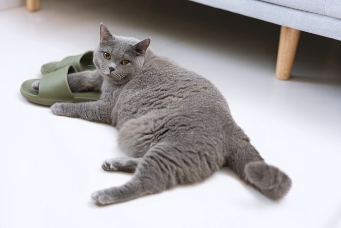 寝そべっているぽっちゃり猫