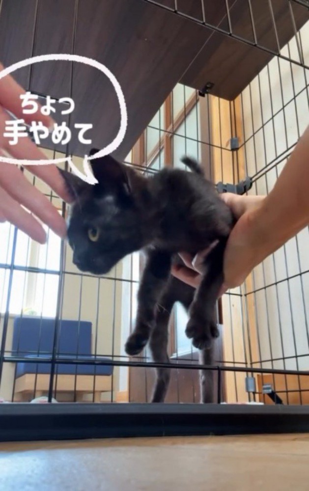 投稿者に持ち上げられて、ケージの中へ戻されそうになっている黒猫の子猫