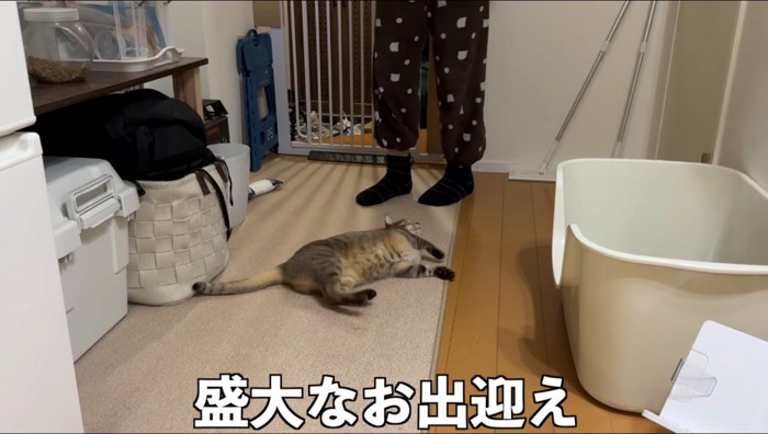 トイレから出てきた男性にお腹を見せる猫