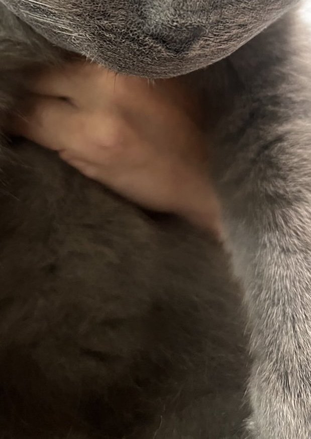 飼い主さんに抱きかかえられている猫Part 1