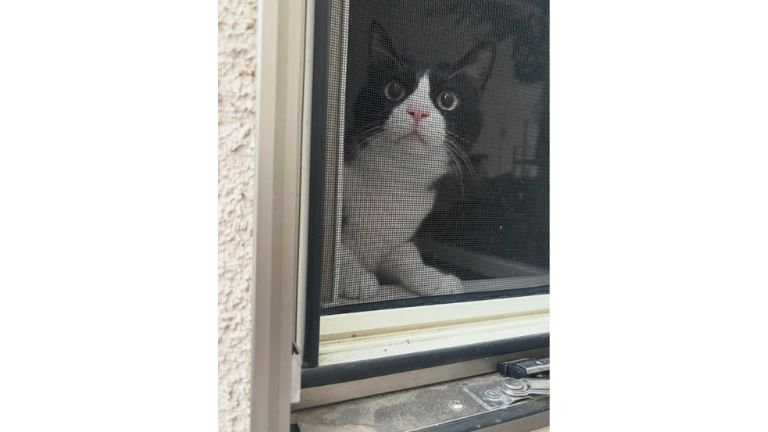 窓際にいる猫