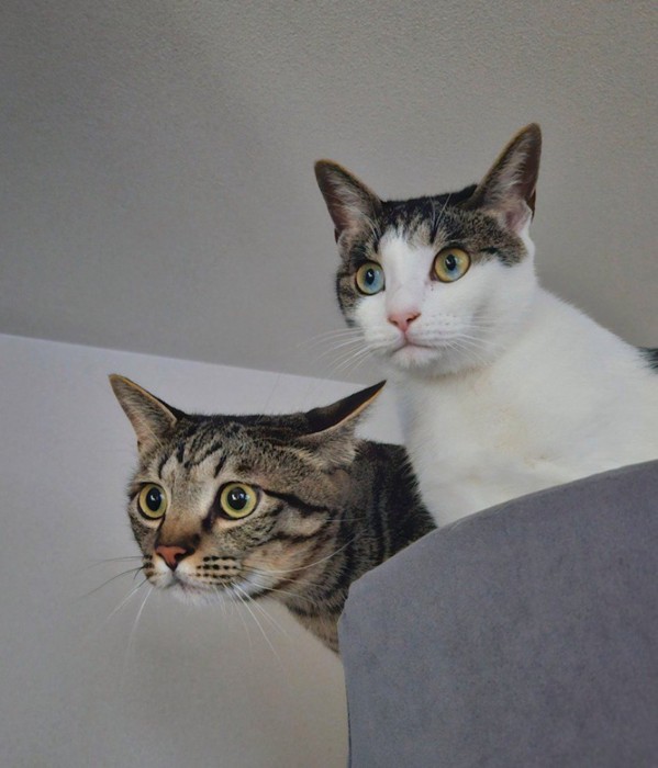 一点を見つめる2頭の猫