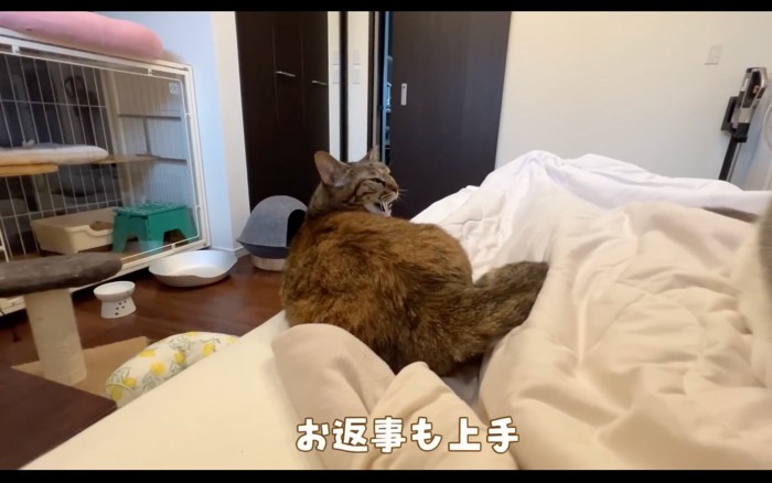 返事をする猫