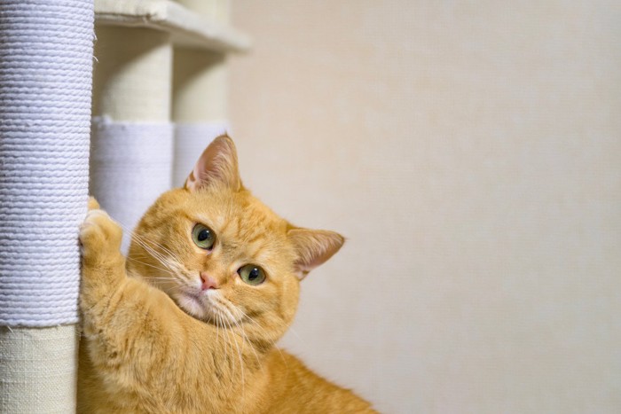 爪とぎしている猫