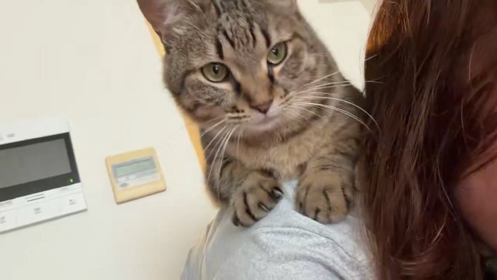 人の肩に乗る猫