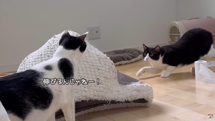 伸びをしただけで怒られたかんちゃん