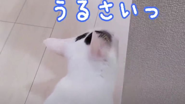 廊下に座る猫