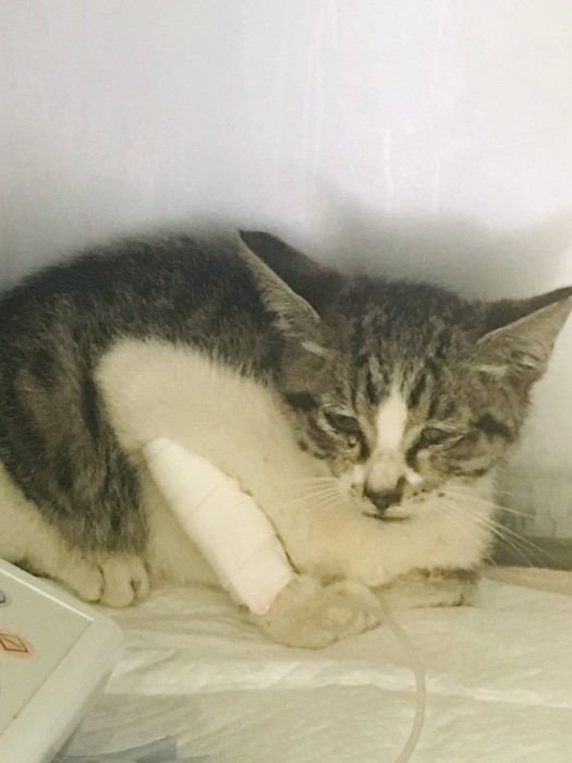 ケガをした子猫