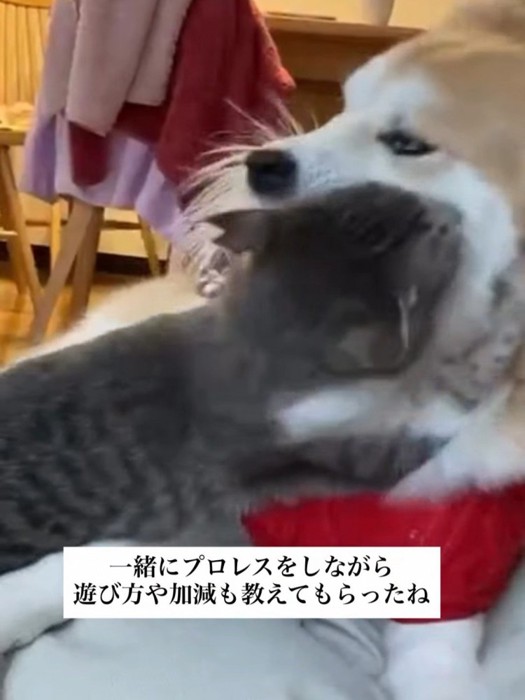 犬に飛びつく猫