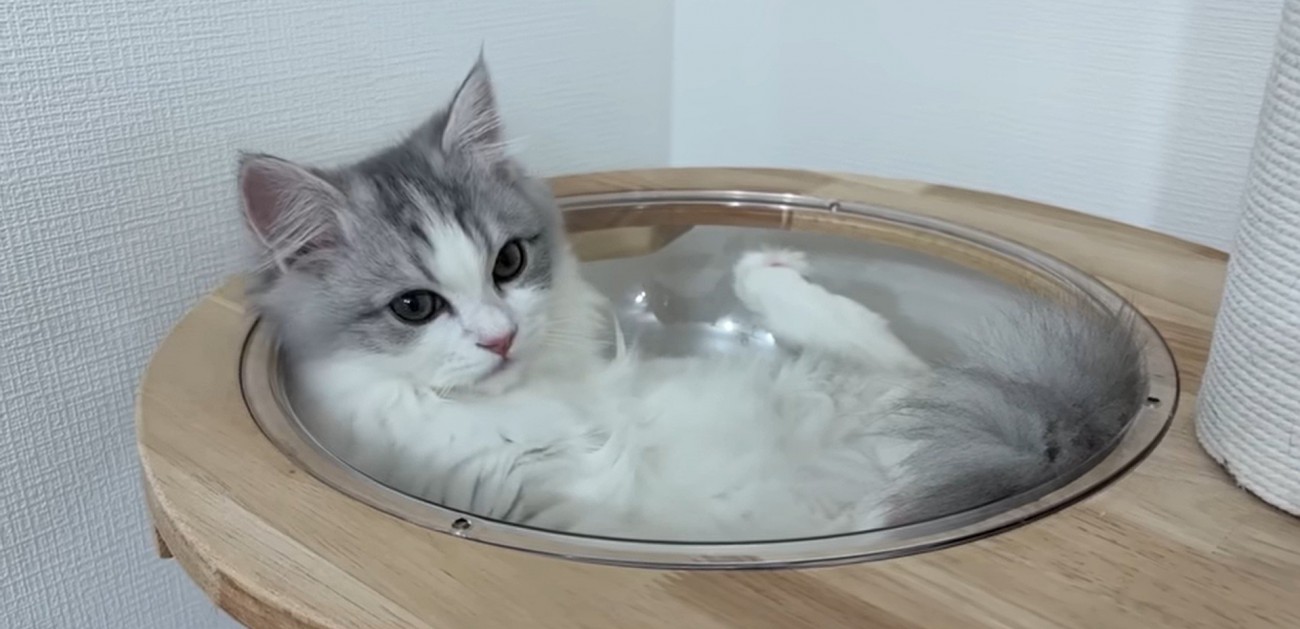 キャットタワーの上にいる猫