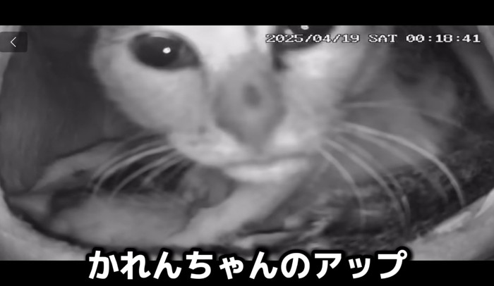 かれんちゃんのアップ