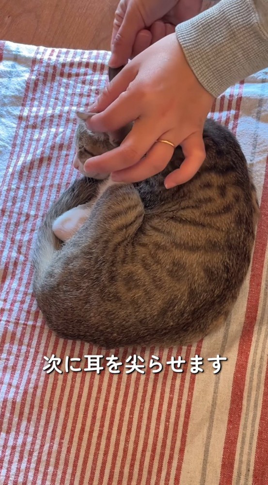 猫の耳に指を添える飼い主