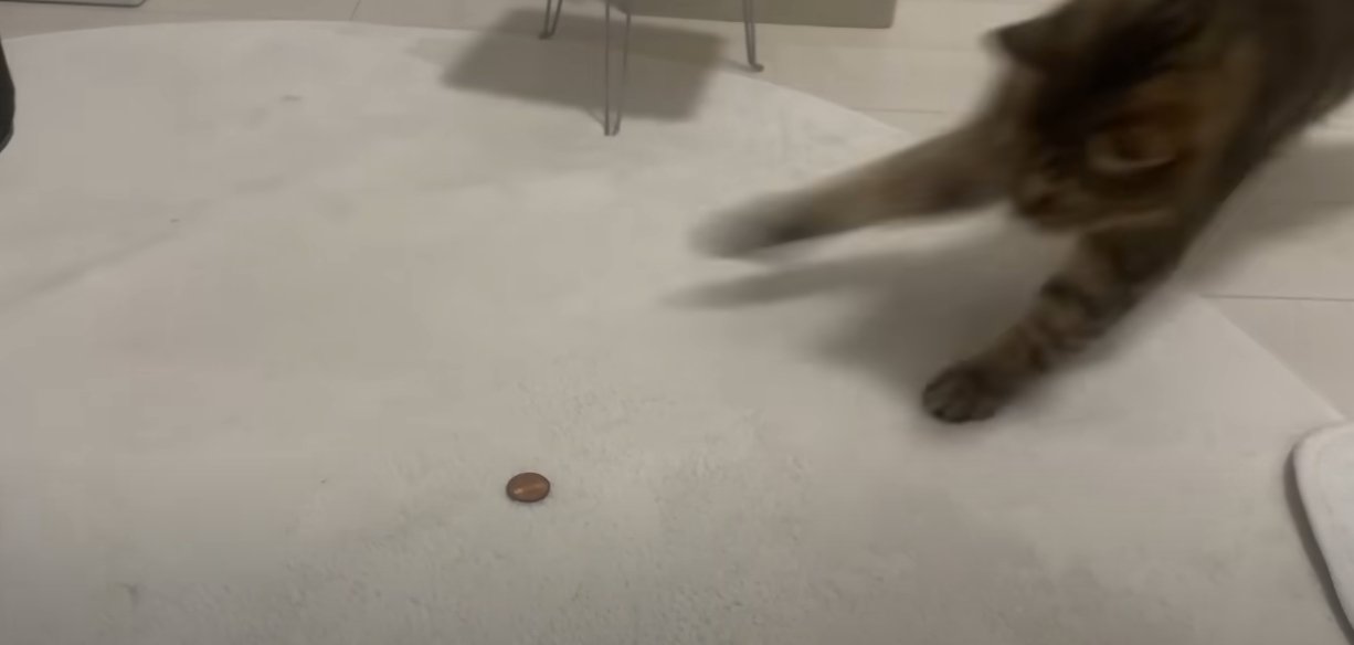 カーペットの上の10円玉に飛びつく猫
